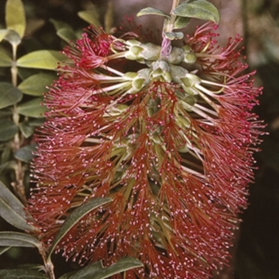 Melaleuca hypericifolia (Hillock Bush) at South Pacific Heathland Reserve - 24 Oct 1996 by BettyDonWood