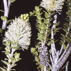 Melaleuca squarrosa (Bottle-brush Teatree) at Beecroft Peninsula, NSW - 10 Jul 1996 by BettyDonWood