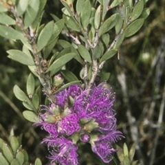 Melaleuca thymifolia (Thyme Honey-myrtle) at Worrowing Heights, NSW - 29 Dec 1995 by BettyDonWood