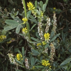 Melilotus indicus (Hexham Scent) at Tranquility Bay - 16 Nov 1997 by BettyDonWood