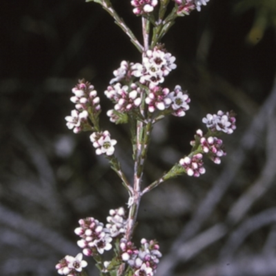 Micromyrtus ciliata (Fringed Heath-myrtle) at Jervis Bay National Park - 11 Aug 1996 by BettyDonWood