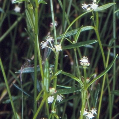 Monotaxis linifolia (Narrow-leafed monotaxis) at Morton National Park - 14 Nov 1997 by BettyDonWood