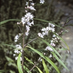 Myoporum bateae at Mogo State Forest - 4 Oct 1997 by BettyDonWood