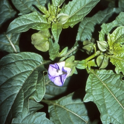 Nicandra physalodes (Apple of Peru) at Longreach, NSW - 27 Apr 1996 by BettyDonWood