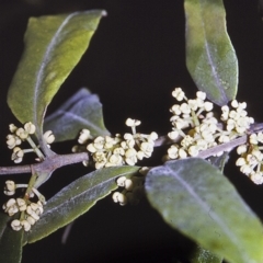 Notelaea longifolia f. longifolia (Mock Olive) at North Nowra, NSW - 28 Apr 1996 by BettyDonWood