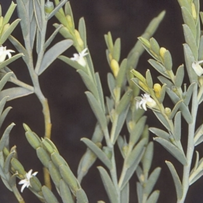 Olax stricta (Olax) at Morton National Park - 21 Sep 1997 by BettyDonWood