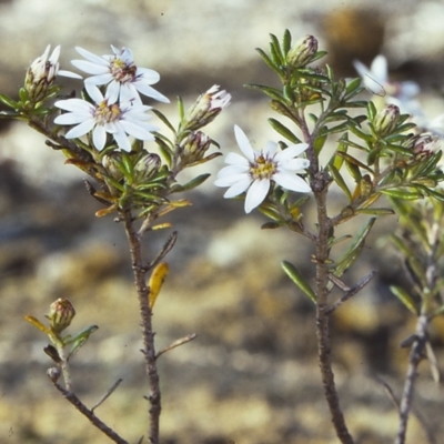 Olearia iodochroa (Violet Daisy-bush) at Mogo State Forest - 13 Aug 1997 by BettyDonWood