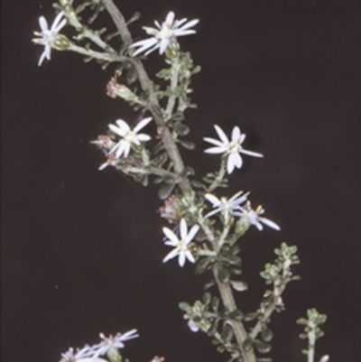 Olearia microphylla (Olearia) at Tomerong State Forest - 26 Oct 1996 by BettyDonWood