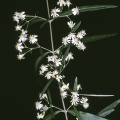 Olearia viscidula (Wallaby Weed) at Bangalee, NSW - 15 Sep 1996 by BettyDonWood