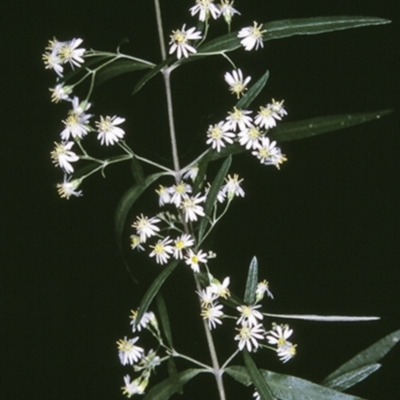 Olearia viscidula (Wallaby Weed) at Bangalee, NSW - 15 Sep 1996 by BettyDonWood