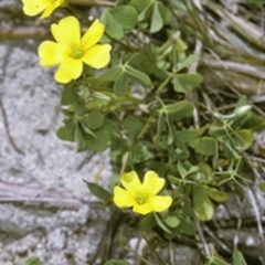 Oxalis perennans (Grassland Wood Sorrel) at Batemans Marine Park - 12 Nov 1996 by BettyDonWood