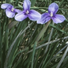 Patersonia fragilis (Short Purple Flag) at Mogo State Forest - 15 Nov 1997 by BettyDonWood