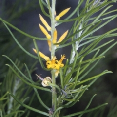 Persoonia mollis subsp. leptophylla at North Nowra, NSW - 28 Dec 1996 by BettyDonWood