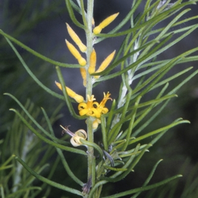 Persoonia mollis subsp. leptophylla at North Nowra, NSW - 27 Dec 1996 by BettyDonWood