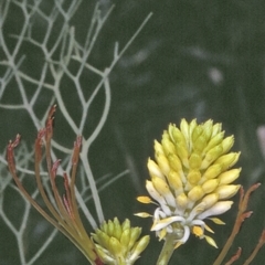 Petrophile pedunculata (Conesticks) at Yerriyong State Forest - 26 Oct 1996 by BettyDonWood