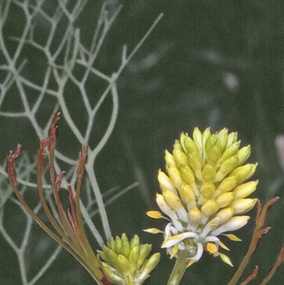 Petrophile pedunculata (Conesticks) at Yerriyong State Forest - 26 Oct 1996 by BettyDonWood