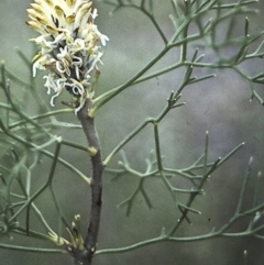 Petrophile sessilis (Conesticks) at Worrowing Heights, NSW - 28 Dec 1995 by BettyDonWood