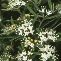 Phebalium squamulosum subsp. squamulosum (Forest Phebalium) at Yerriyong, NSW - 28 Sep 1997 by BettyDonWood