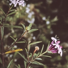 Pimelea linifolia subsp. collina (Slender Rice-flower) at Yerriyong State Forest - 25 Apr 1996 by BettyDonWood