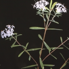 Pimelea linifolia subsp. linifolia (Queen of the Bush, Slender Rice-flower) at Jervis Bay National Park - 25 Apr 1996 by BettyDonWood