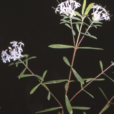 Pimelea linifolia subsp. linifolia (Queen of the Bush, Slender Rice-flower) at Jervis Bay National Park - 26 Apr 1996 by BettyDonWood