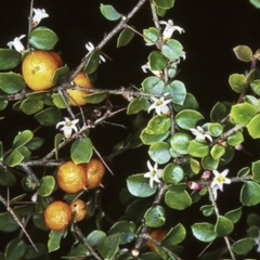 Pittosporum multiflorum (Orange Thorn) at Batemans Marine Park - 3 Oct 1997 by BettyDonWood