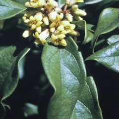 Pittosporum revolutum (Large-fruited Pittosporum) at North Nowra, NSW - 15 Sep 1996 by BettyDonWood