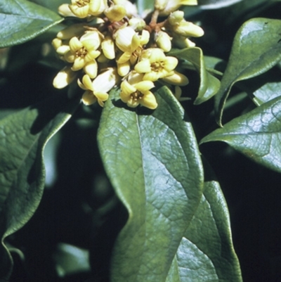 Pittosporum revolutum (Large-fruited Pittosporum) at North Nowra, NSW - 15 Sep 1996 by BettyDonWood