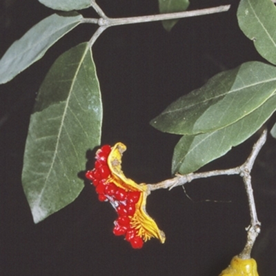 Pittosporum revolutum (Large-fruited Pittosporum) at Watersleigh, NSW - 27 Apr 1996 by BettyDonWood