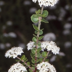 Platysace lanceolata (Shrubby Platysace) at Mogo State Forest - 15 Nov 1997 by BettyDonWood