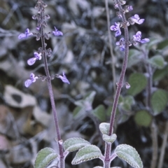 Plectranthus graveolens (Bush Basil) at North Nowra, NSW - 15 Sep 1996 by BettyDonWood