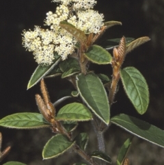 Pomaderris ferruginea at Jervis Bay National Park - 15 Sep 1996 by BettyDonWood