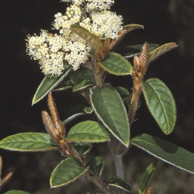 Pomaderris ferruginea at Jervis Bay National Park - 16 Sep 1996 by BettyDonWood