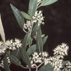 Pomaderris ligustrina subsp. ligustrina (Privet Pomaderris) at Wandera State Forest - 5 Oct 1997 by BettyDonWood