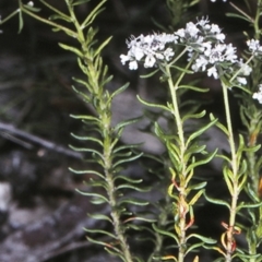 Poranthera ericifolia at Morton National Park - 30 Sep 1997 by BettyDonWood