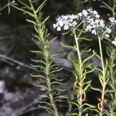 Poranthera ericifolia at Morton National Park - 30 Sep 1997 by BettyDonWood