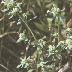 Poranthera microphylla (Small Poranthera) at Cudmirrah, NSW - 29 Sep 1997 by BettyDonWood