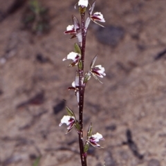 Prasophyllum brevilabre (Short-lip Leek Orchid) at North Nowra, NSW - 23 Sep 1997 by BettyDonWood