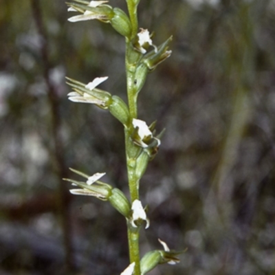 Prasophyllum patens (Broad-lipped Leek Orchid) at Worrowing Heights, NSW - 28 Sep 1997 by BettyDonWood