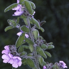 Prostanthera incana (Velvet Mint-bush) at North Nowra, NSW - 15 Sep 1996 by BettyDonWood