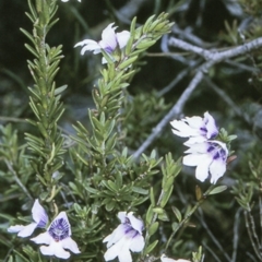 Prostanthera saxicola var. montana at Morton National Park - 18 Mar 1997 by BettyDonWood