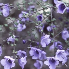 Prostanthera violacea (Violet Mint-bush) at Conjola National Park - 29 Sep 1997 by BettyDonWood