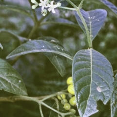 Psychotria loniceroides (hairy psychotria) at Murramarang National Park - 20 Mar 1997 by BettyDonWood