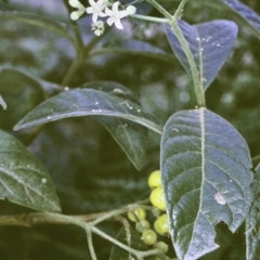 Psychotria loniceroides (Hairy Psychotria) at Murramarang National Park - 19 Mar 1997 by BettyDonWood