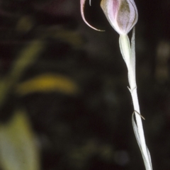 Pterostylis longipetala (Small Autumn-greenhood) at Mogo State Forest - 9 Jul 1997 by BettyDonWood