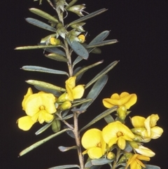 Pultenaea flexilis (Graceful Bush-pea) at  - 2 Oct 1997 by BettyDonWood