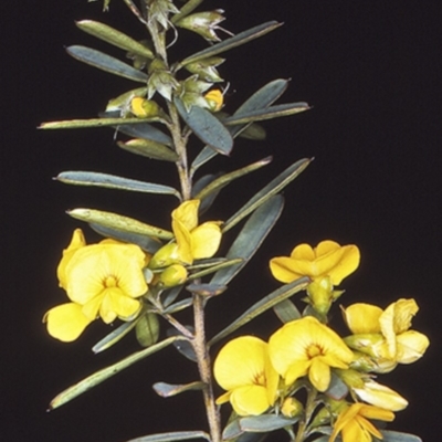 Pultenaea flexilis (Graceful Bush-pea) at  - 2 Oct 1997 by BettyDonWood