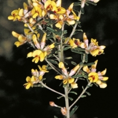 Pultenaea retusa (Blunt Bush-pea) at Basin View, NSW - 16 Sep 1996 by BettyDonWood