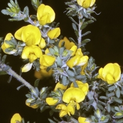 Pultenaea villosa (Hairy Bush-pea) at Jervis Bay National Park - 15 Sep 1996 by BettyDonWood