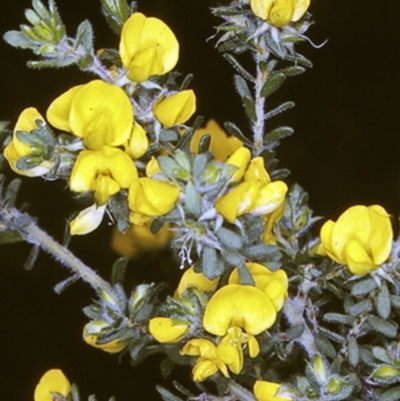 Pultenaea villosa (Hairy Bush-pea) at Jervis Bay National Park - 15 Sep 1996 by BettyDonWood